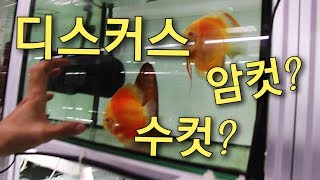 디스커스 전문가 직접 알려주는 - 디스커스 암수구분 방법