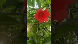 Flower 🌸 super song natural beauty 4k video ___ #shortsvideo #viralvideo #flowergarden