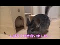 【チンチラ】2日振りの部屋んぽでお怒りの３つ子のチンチラ