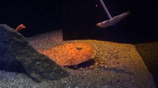 ミドリフサアンコウご飯（沼津港深海水族館）