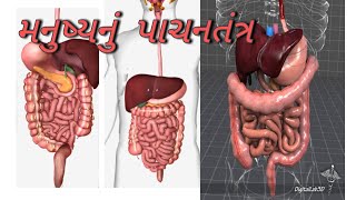 મનુષ્યનું પાચનતંત્ર,human digestive system, manusy nu pasan tantr..