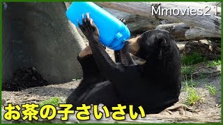 Malayan Sun Bear ポリタンクフィーダーの反応　マレーグマのハッピイ