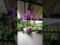 orchid plant flowers ഓർക്കിഡ്