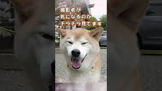 参拝ワンコ⑱〈すばる くん〉犬とお参り　今泉八坂神社　栃木県宇都宮市鎮座