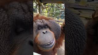 Orangutan Eats Popcorn Treat.