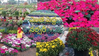 ఎంత పెద్ద నర్సరీ/kadiyapulanka nursery/East Godavari /