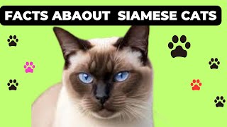 Unveiling the Mystique of Siamese Cats: Facts, Care, and Characteristics - siamese cat breed-cut cat