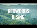 Redwoods Rising