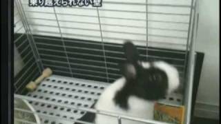 第28回（2010年6月17日）うさぎのおめめ part1