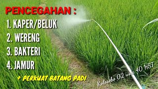 CEGAH BELUK, WERENG, BAKTERI DAN JAMUR + PENGUAT BATANG PADI