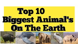 Top 10 Biggest Animal's On Earth And Territory😳|Top 10 Largest Animal's Of The World😳A2zcountdown