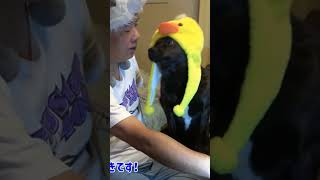 甲斐犬のおやつをもらうための甘え方がめっちゃ可愛い😋 #short  #shorts