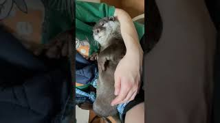 抱っこ大好きカワウソさん【otter】