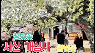 왕벚꽃 만발한 서산개심사 풍경   Gaesimsa Beautiful Temple  with Cherry   Blossome in Seosan Korea