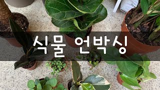 식물 언박싱 / Baby Plants Online Unboxing / Plant Shopping / Plant Haul