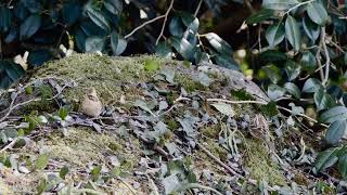 ミヤマホウジロ　番で採餌中（筑波山　梅林）