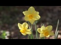 yellow spring flowers