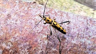 小さな虫たちの散歩道 梅雨の晴れ間編Ⅳ🐞🦋🐞其の9 Promenade with small insects Rainy season Ⅳ