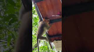 ആരാ ആരാ 😂 | Monkey Comedy #shorts