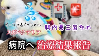 【メガバクテリア治療中】治療結果は。⁉️⁉️早く治ってくれ〜🙏🙏【AGY症】#インコ