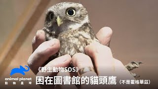 拯救困在圖書館的貓頭鷹，確定不是來送入學通知🦉｜野生動物SOS｜動物星球頻道