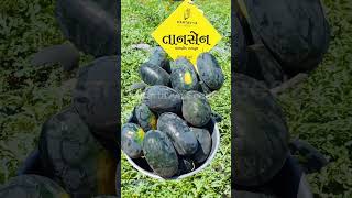 Kartavya seeds તાનસેન તરબૂચ #kartavyaseeds #watermelon