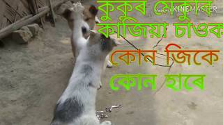 কুকুৰ মেকুৰী কম্পিটিছন। video Pranjal Vls assam plz subscribe my YouTube channel.