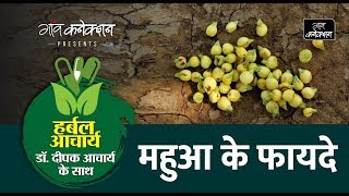 महुआ के फायदे जानिए क्यों कहा जाता है महुआ को अमृत | || Health Benefits of Mahua | Herbal Acharya