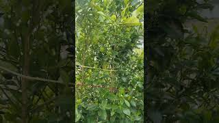 Calamondin # Kalamansi # Gardening # Planting # ShortVideo