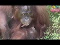 紅毛猩猩三代同場 orangutan family on exhibition