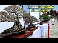 Review Bonsai Yang Bertarung Di Pameran Nasional Bonsai Di Gianyar BALI