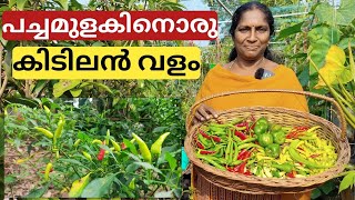 പച്ചമുളകിനൊരു കിടിലൻ വളം | Home made fertiliser for chilli | Malayalam