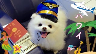 【飛行機旅】愛犬とハワイへ行きました