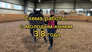 СХЕМА РАБОТЫ С МОЛОДЫМ КОНЕМ 3,8 ГОДА