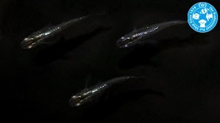 【チャーム】バタフライラメメダカ Oryzias latipes var. charm動画