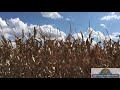 Peaceful Cornfield in Wind