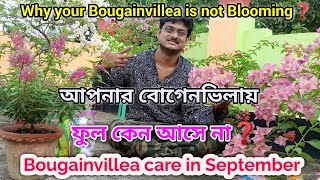 বোগেনভিলায় ফুল কেন আসে না❓//Why your Bougainvillea is not Blooming//Bougainvillea care in September