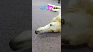 遊んでもらえるのを期待してるボルゾイ😄🐶✨　A Borzoi eagerly expecting to be played with.