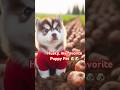 Subscribe puppies lovers #puppies #viral #puppy #husky #funny #cute #puppylovers #shortvideo