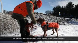 Etsijäkoira työssä: sekahajun erottelu | Agria Eläinvakuutus