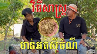 មាន់មិនសូវសុីចំណីត្រូវធ្វើដូចម្ដេច??