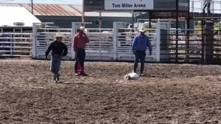 Kacen goats 5-27-17