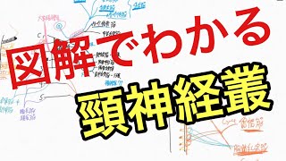 頸神経叢の走行と支配領域を解説