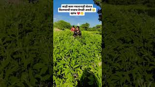 गावा सारखी मजा आणि कष्ट कुठेच नाही 🥺 कस सांगू मला गाव सुटेना ❤️💯#viral #shorts