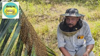 saurashtra honey bee farm// મધમાખી //