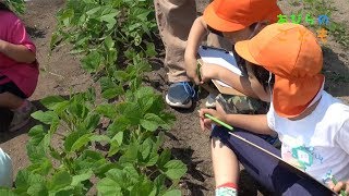 あびらのこども　〜大豆を育てて、食べて。はやきたこども園の活動〜