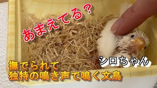 【あまえてる？】　撫でられて独特の鳴き声で鳴く文鳥。白文鳥のヒナのシロちゃん。　java sparrow　Lonchura oryzivora