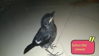 Playtube Pk Ultimate Video Sharing Website