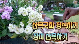 삽목한 국화로 국화꽃밭 만들어요/붉은 찔레장미 삽목해요/절화장미 삽목이가 꽃폈어요/스칼렛 메이딜란드/ 슈퍼 도로시 헬도로/독일 장미 프랑스 장미 /귀농 13년차 전원생활