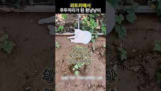 우두머리가 된 흰냥냥이